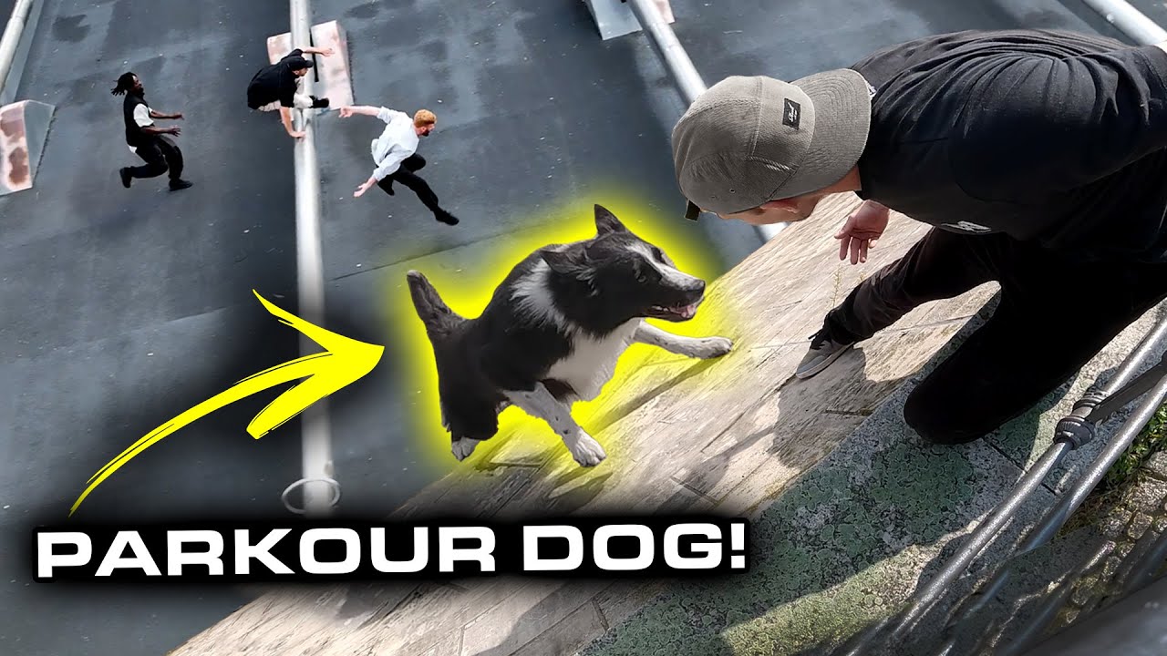PARKOUR DOG is BETTER THAN YOU! 🇩🇪