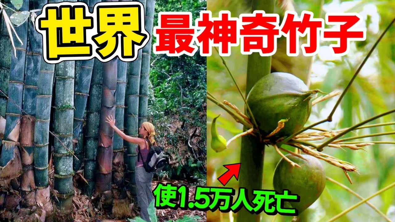 最令人驚訝的十種奇竹，第1名一種竹子竟能讓數十萬人流離失所，甚至奪走上萬人的生命！#竹子 #植物 #神奇的竹子 #世界之最 #科普 #top10