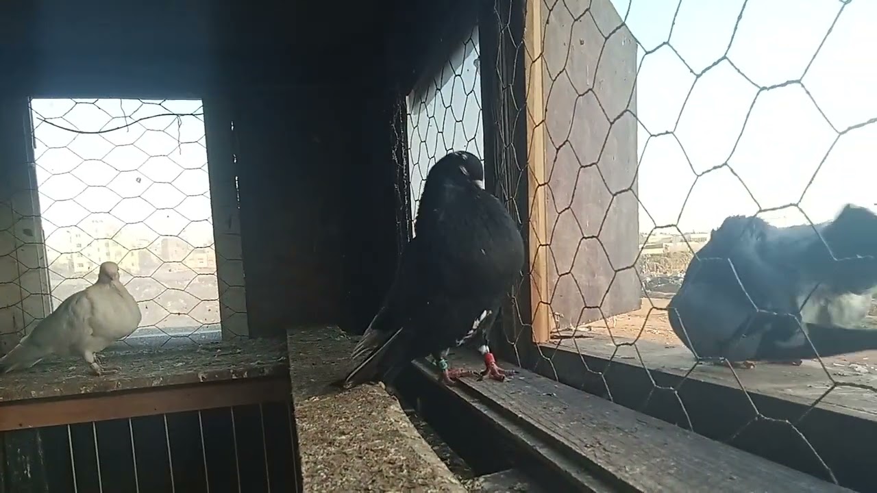 دخل تولع في سيفيانوس لادرون سلالة قديمة#pigeon  
