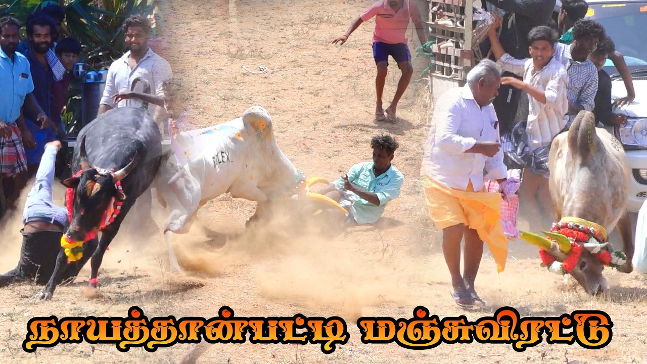 நாயத்தான்பட்டி மஞ்சுவிரட்டில் மிரட்டலான ஆட்டம்