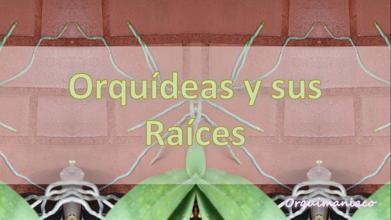 Orquídeas y sus raíces