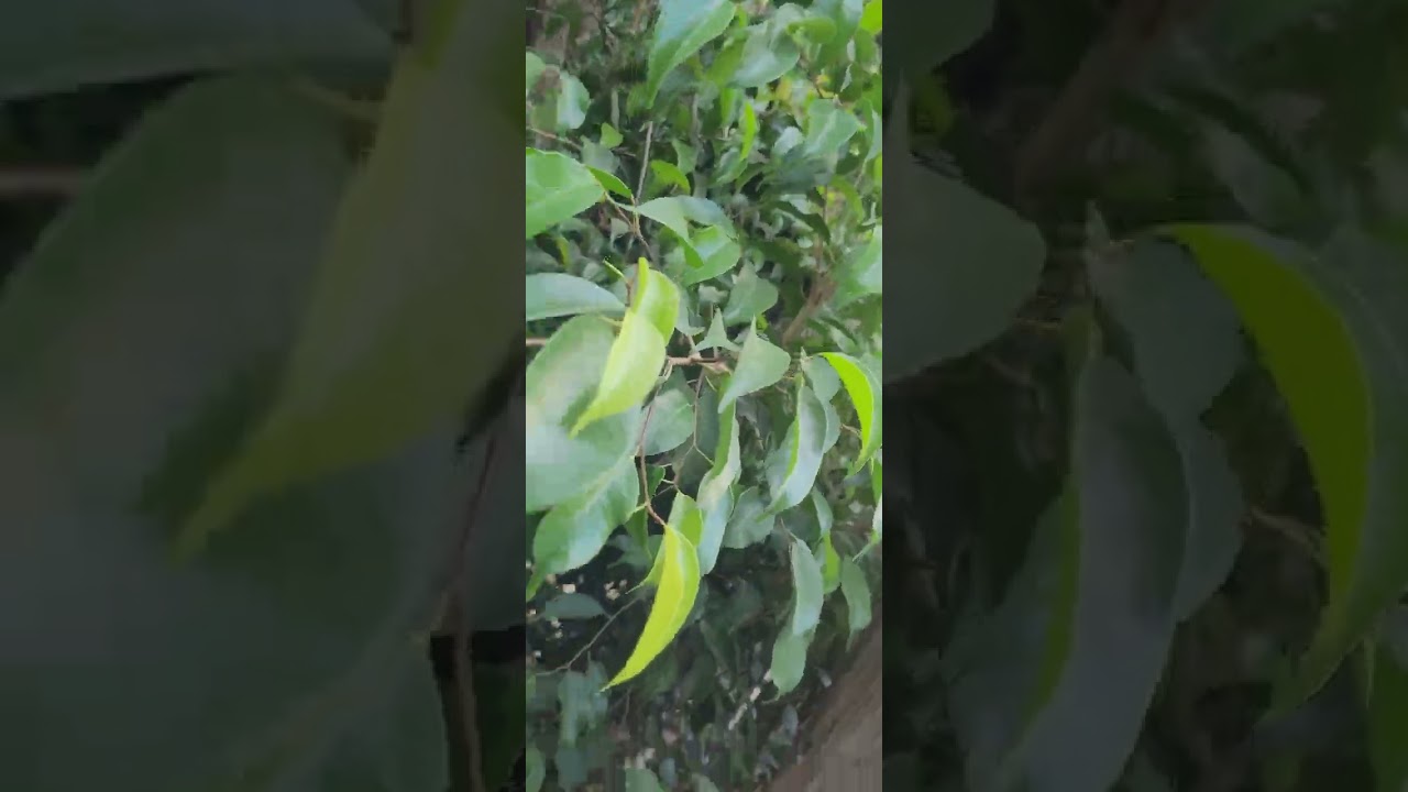 גמות מכוערות