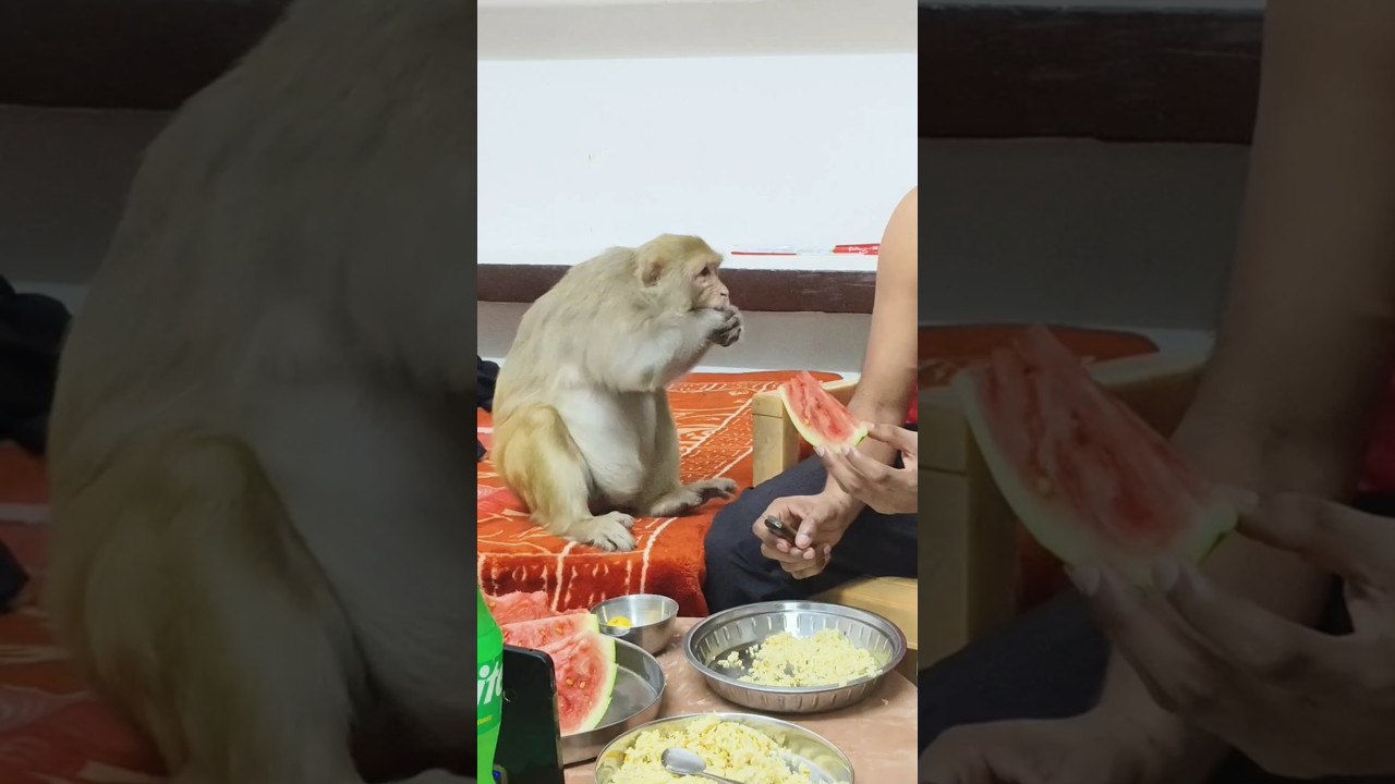 monkey rani Funny activity 😀😀।। #ranivlogrbl #youtubeshorts #shorts