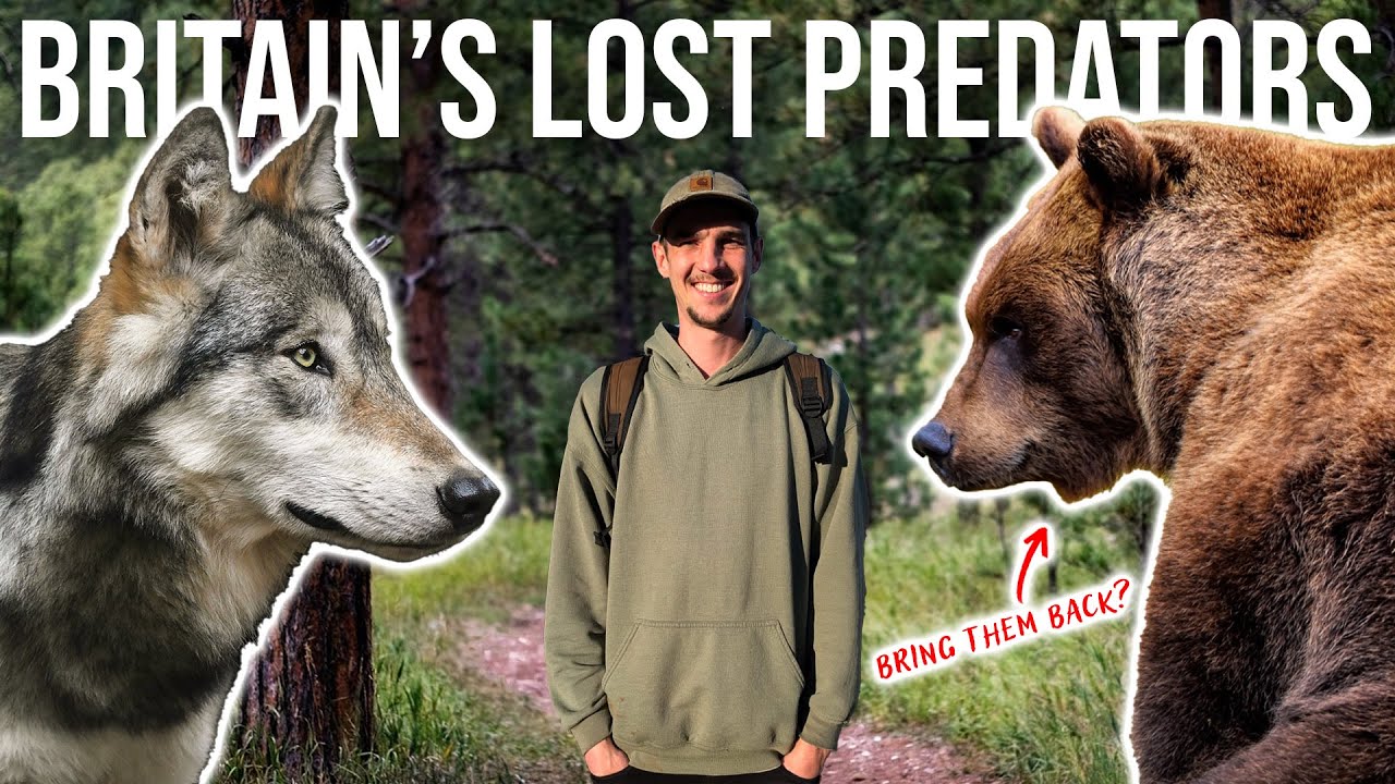 Should the UK reintroduce WOLVES, BEARS or LYNX?