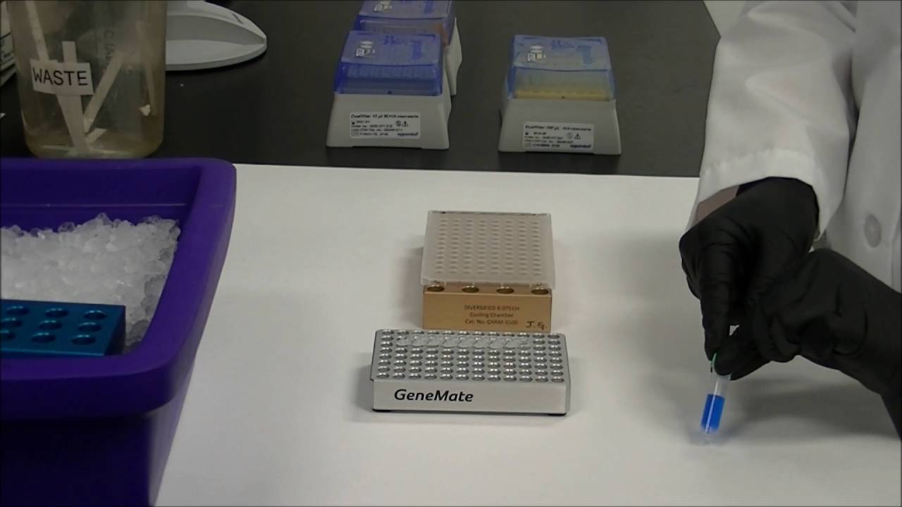 ExoSAP-IT Express reagent with Tracking Dye