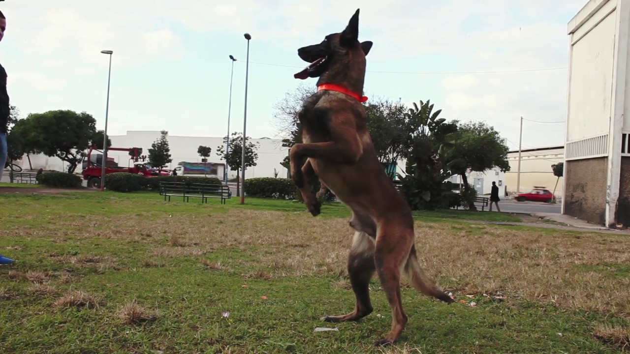 KILLER Malinois 03/01/2017
