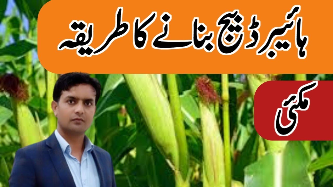 How to produce hybrid maize seed | Dr. Jamil Shafi | Plant Clinics