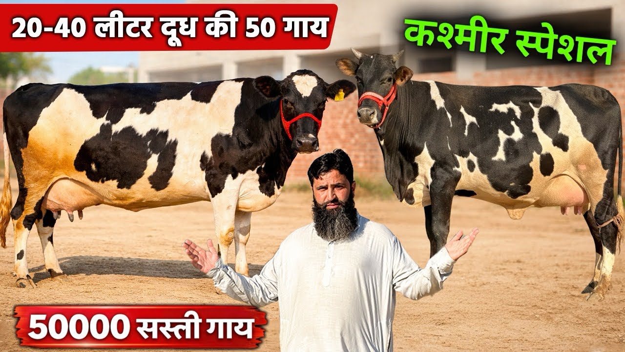 कश्मीर स्पेशल!! 20-40 लीटर दूध, 50 गाय बिकाऊ, 50000 से दाम शुरू। 50 Cows Sale for Kashmir, High Milk