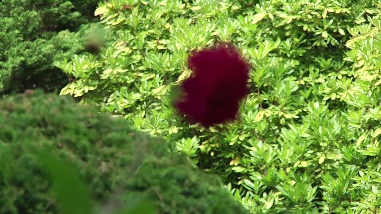 FRAMBOESAS E AMORAS, Inusitada Fazenda de Frutas Vermelhas