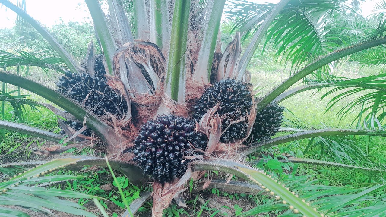 Cara Perawatan Kelapa Sawit Agar Usia 2 Tahun Sudah berbuah Lebat