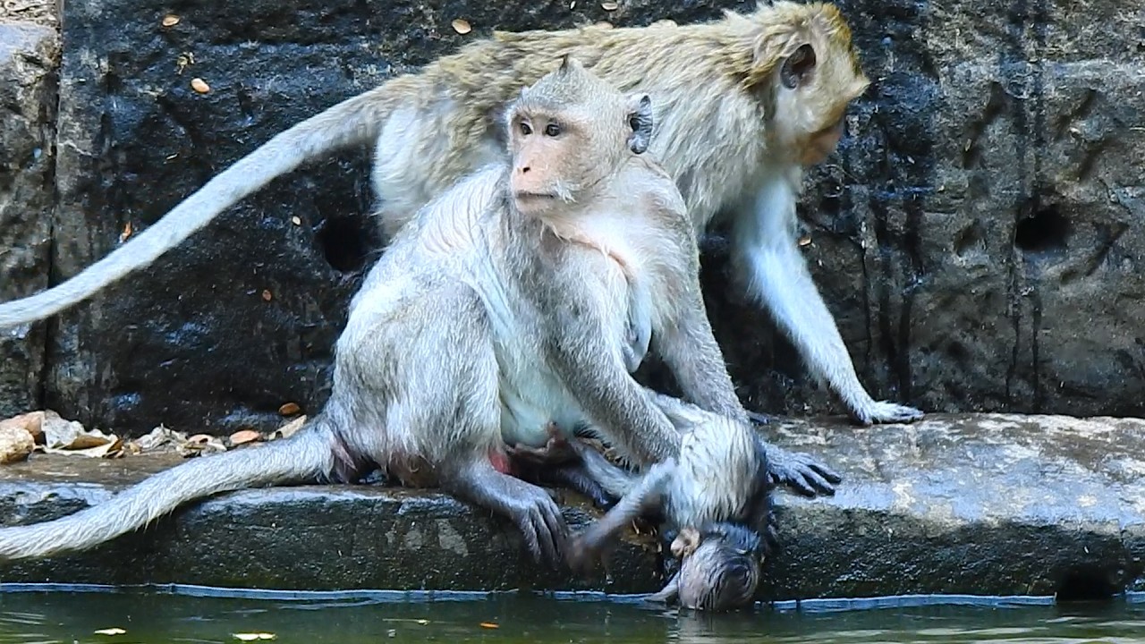 when Jiva has seen water she likes to swim very much, and Jazzy to thinks how to bring her to swim?