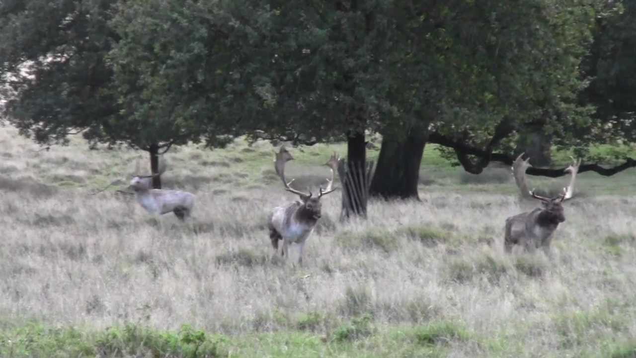 Fallow deer bucks parallel walking and fighting