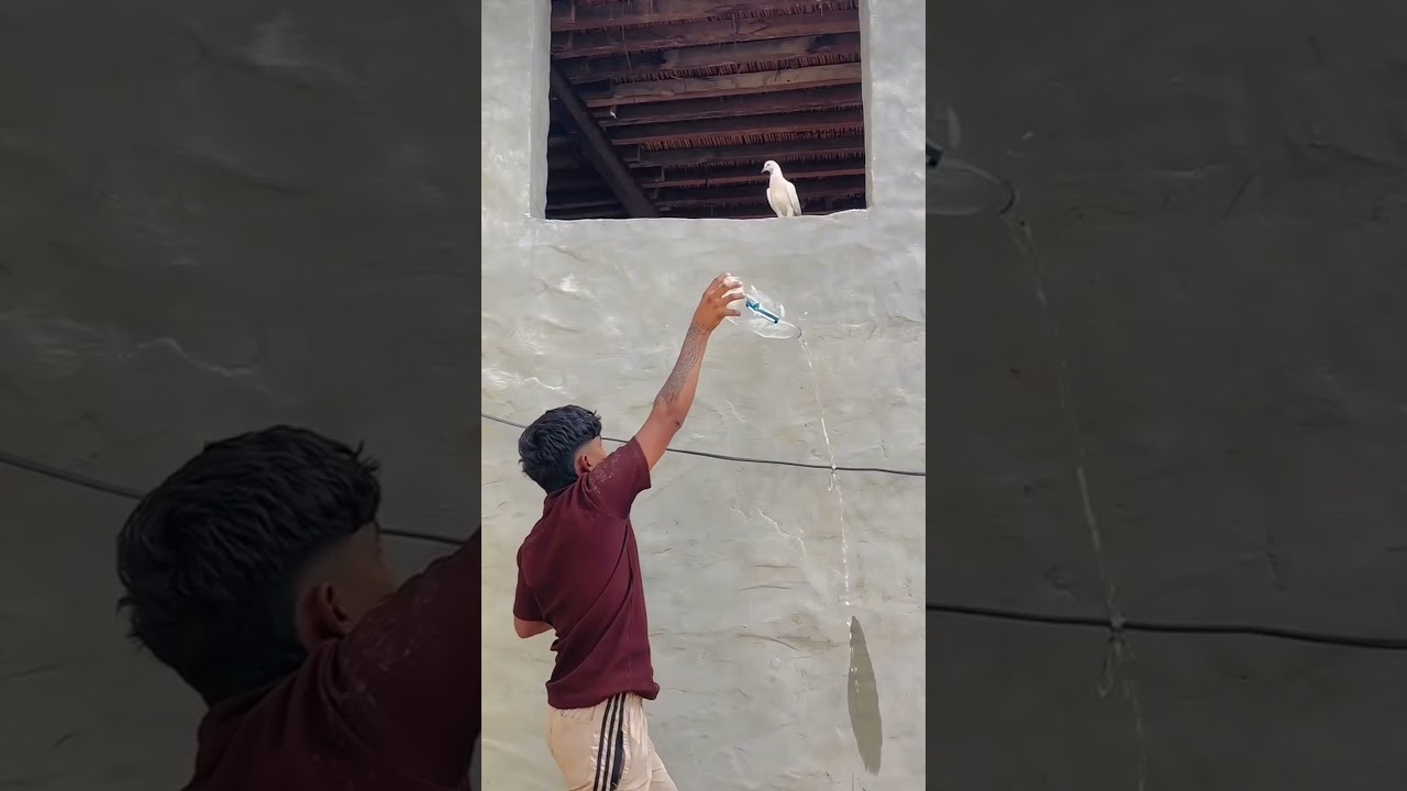 kabutar pakad liya#highflyer #pigeon #kabutar #ytshorts #shorts  wait for end