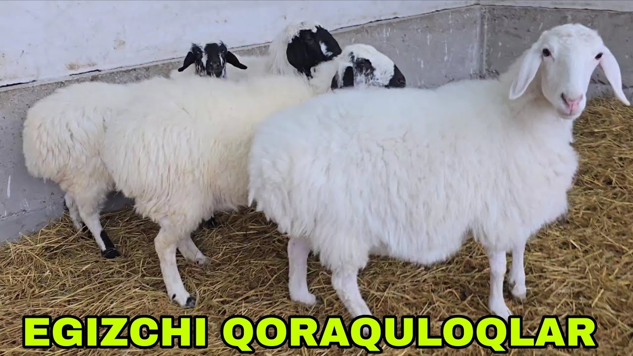 Buxoroni amiri qoraquloq qo'ylari egizchilar 17 февраля 2026 г.