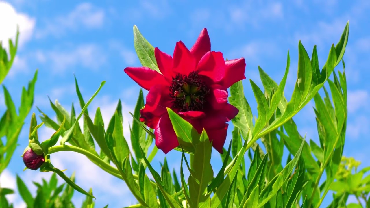 Bezoektuin 