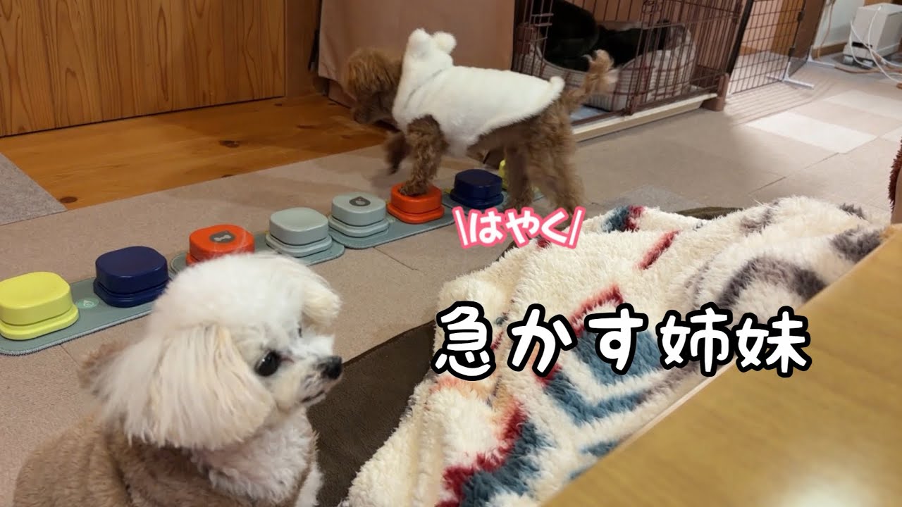 狙いが的確すぎるララちゃん