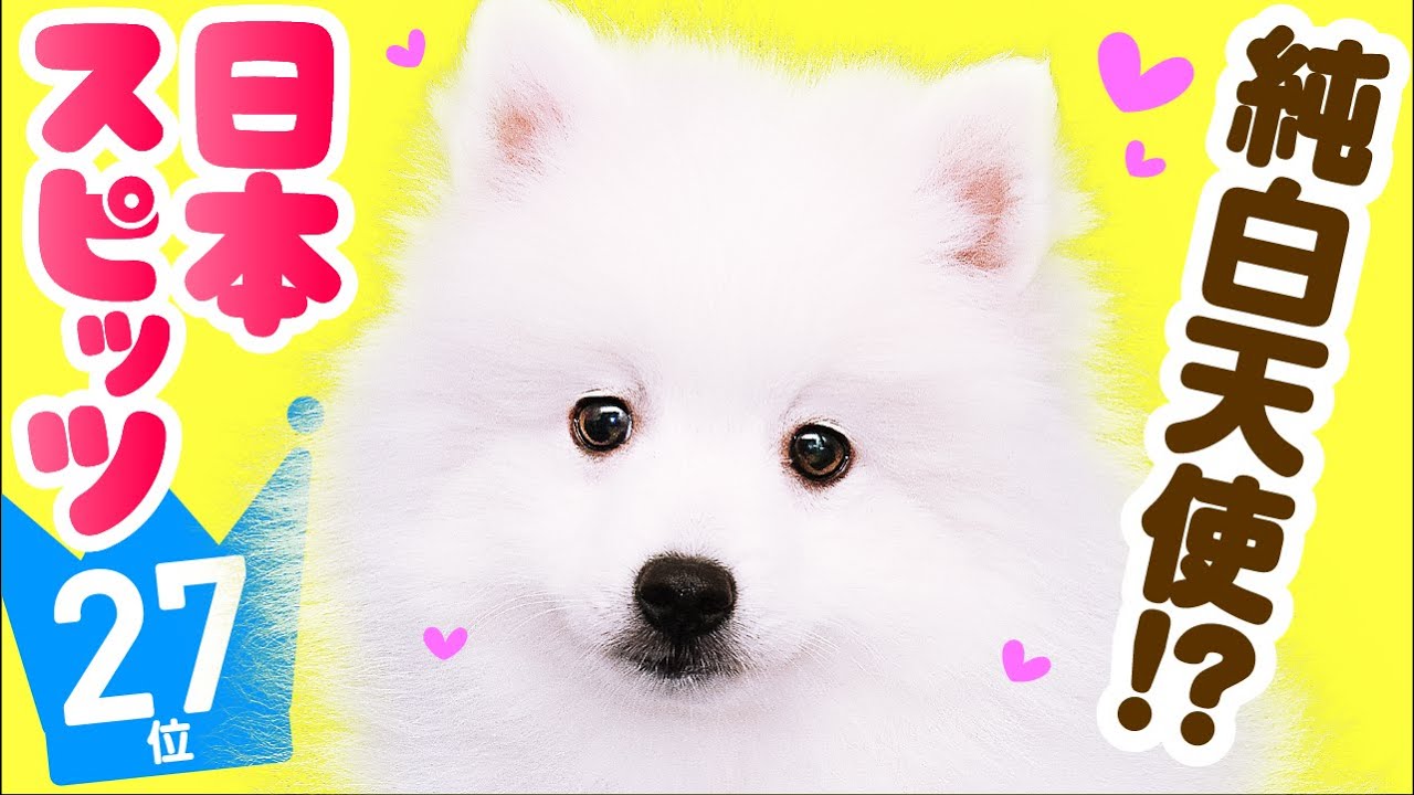 27 место Japanese Spitz ｜ TOP100 Видео породы милых собак