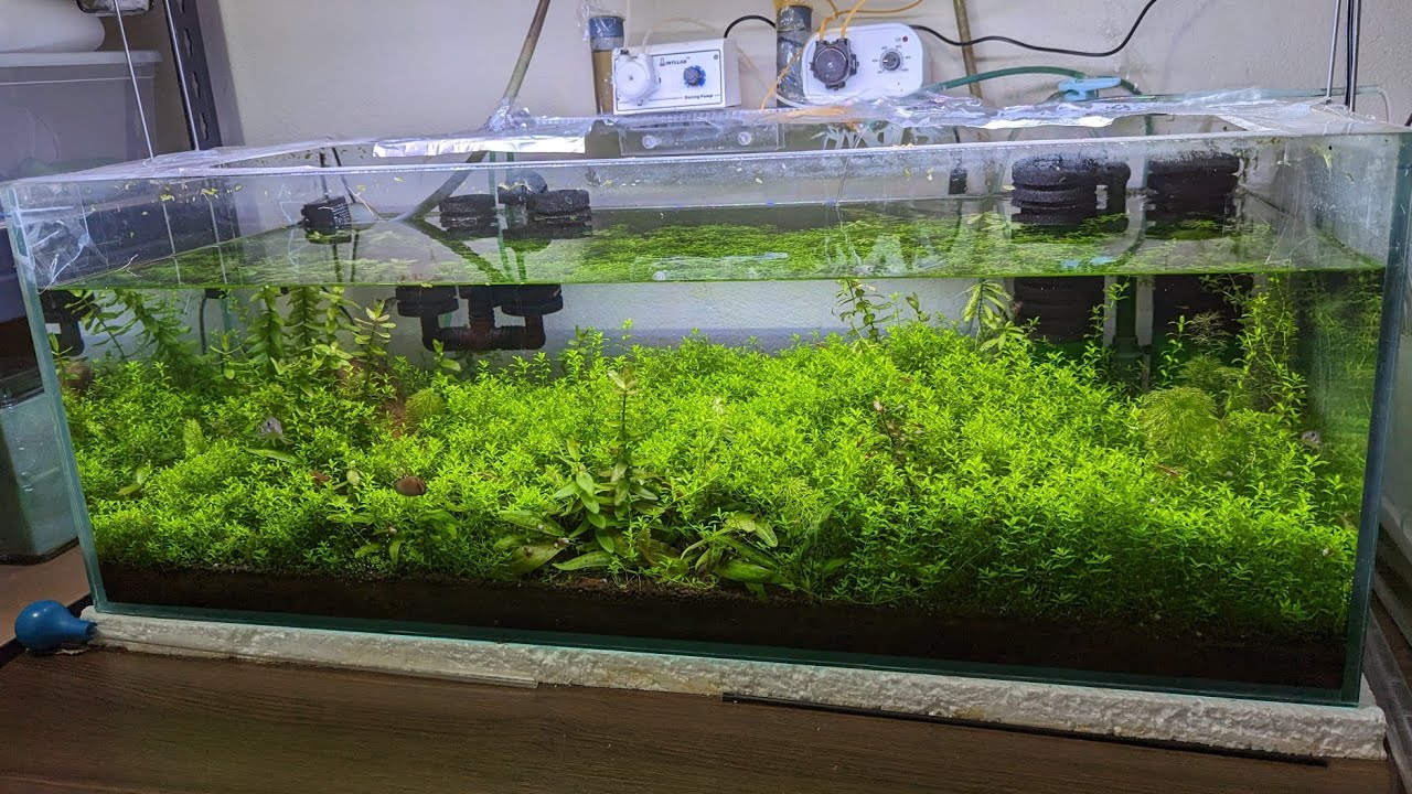 Actualizacion 2023 - Acuario de crecimiento de Plantas - y casa de Corydoras
