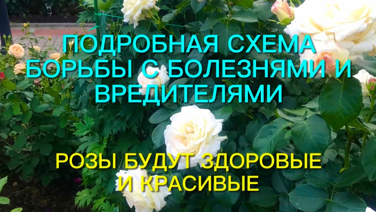 Розы. Хотите вырастить здоровый розарий??? Подробная схема борьбы с вредителями и болезнями. 🌹🌹🌹