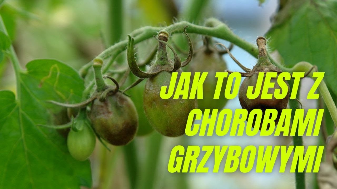 Kiedy choroby grzybowe atakują najsilniej? Kiedy pryskać? I co z tym wszystkim ma wspólnego księżyc