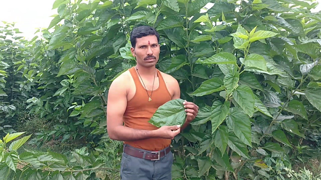 24 रेशीम उद्योग तुती चे योग्य अंतर दीपक बुनगे