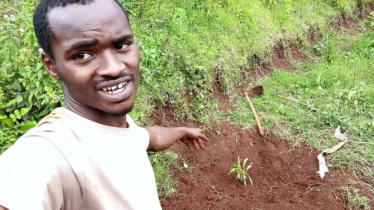 Planting Ovacado seedlings 