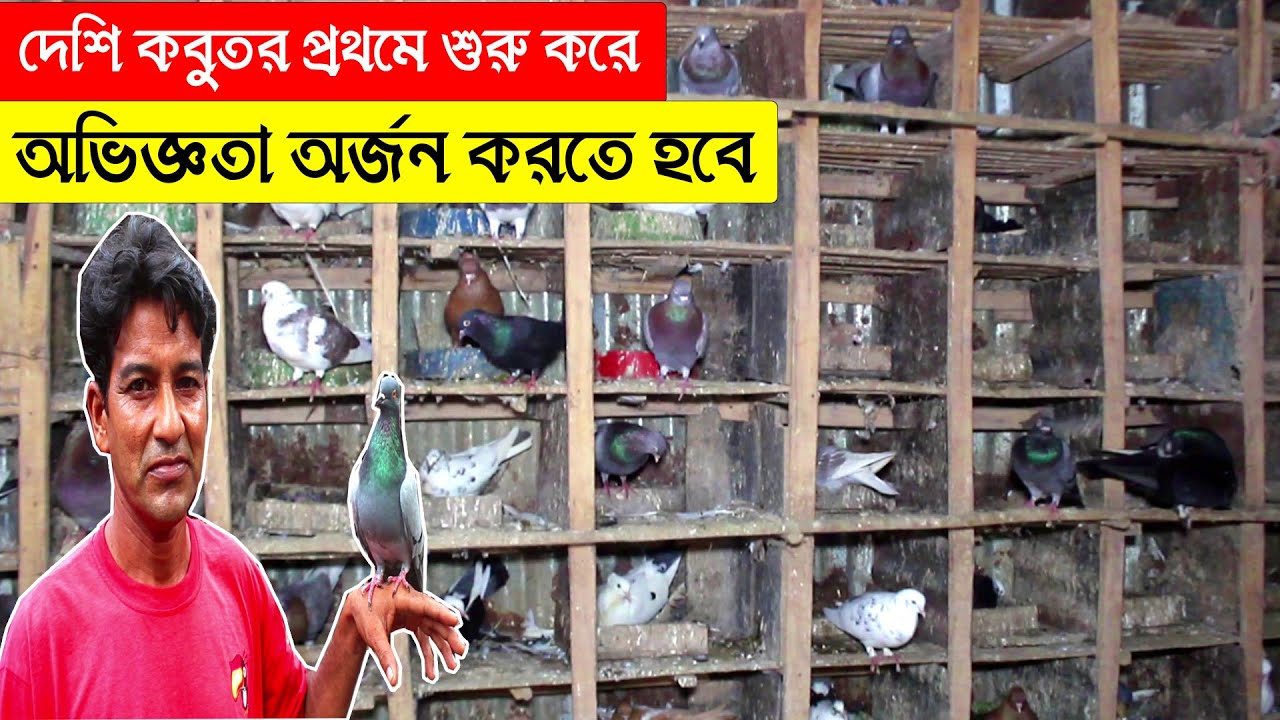 দেশি কবুতর দিয়ে প্রথমে শুরু করে অভিজ্ঞতা অর্জন করতে হবে জনালেন এই খামারি। Pigeon Farm In Bangladesh