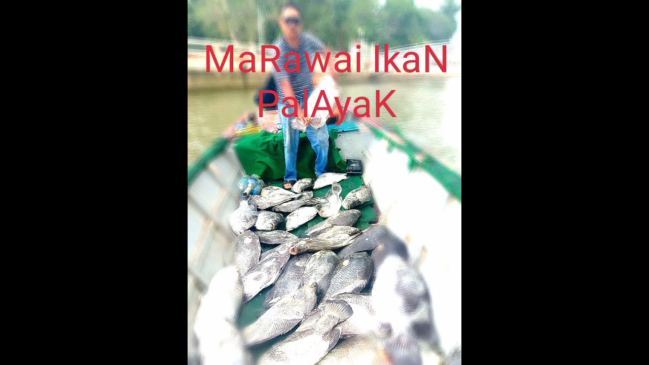 Marawai Ikan PalayaK