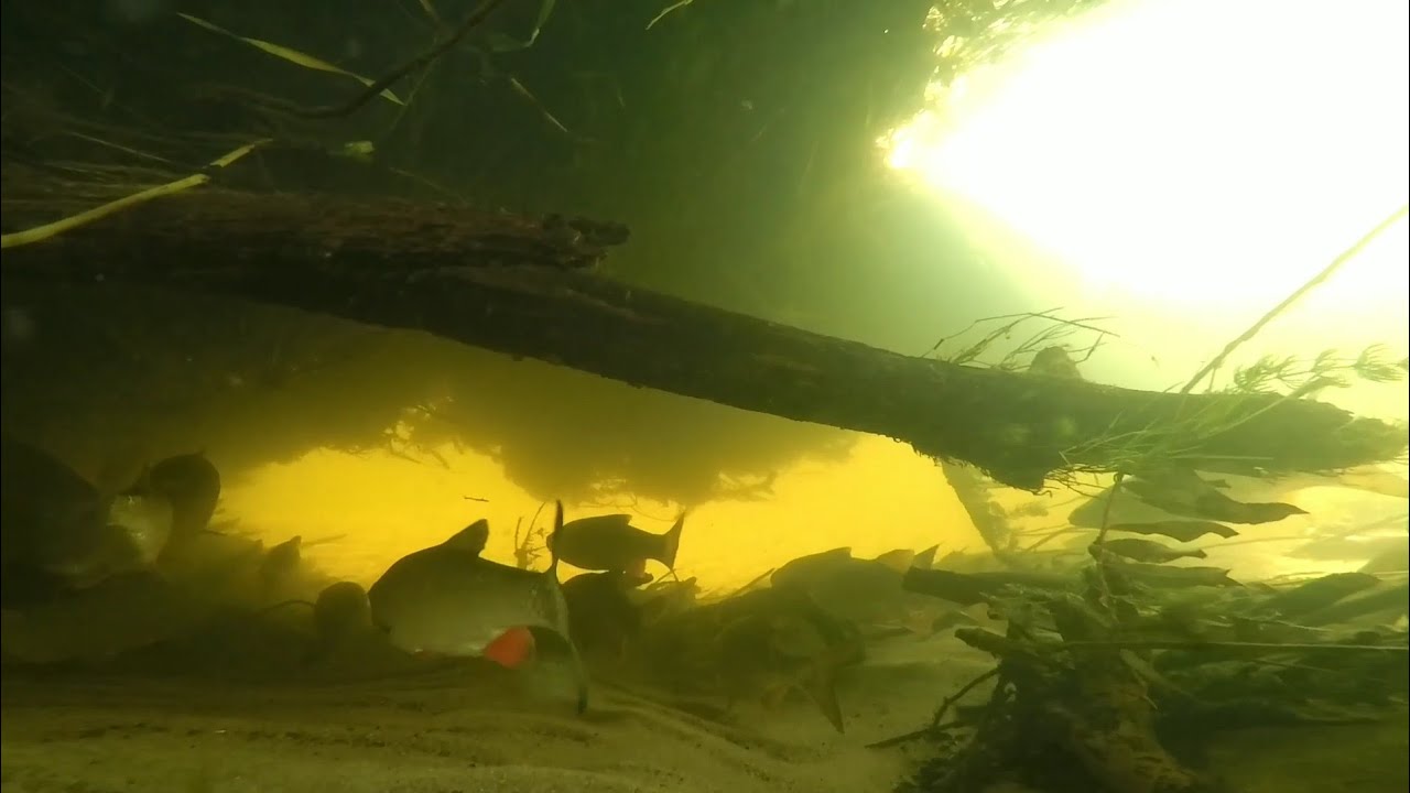 Podwodny świat dzikiej rzeki . Woda PZW
underwater world of the wild river