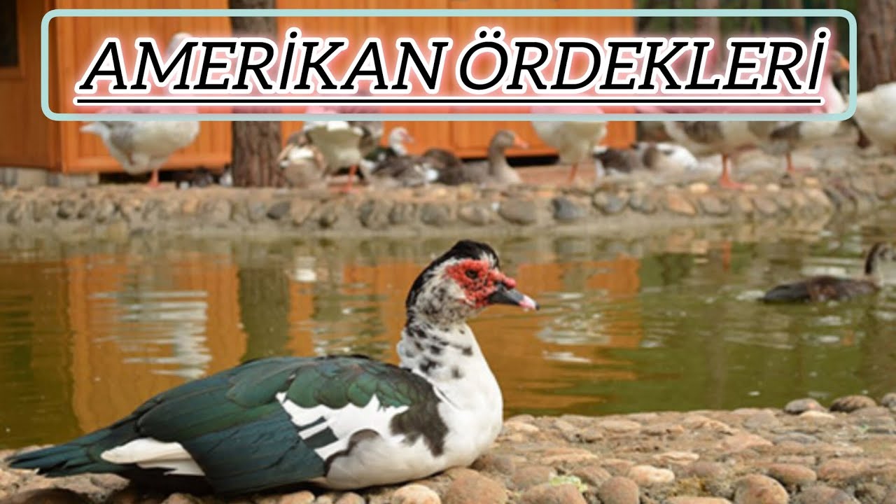 Amerikan veya Moskovy Ördekleri @Gezercim