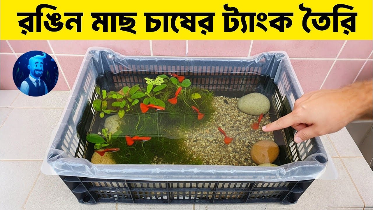 🔴কম খরচে রঙিন মাছ চাষের হাউজ তৈরি করে ইনকাম 🤑| How to make fish tank for farming and earning money 