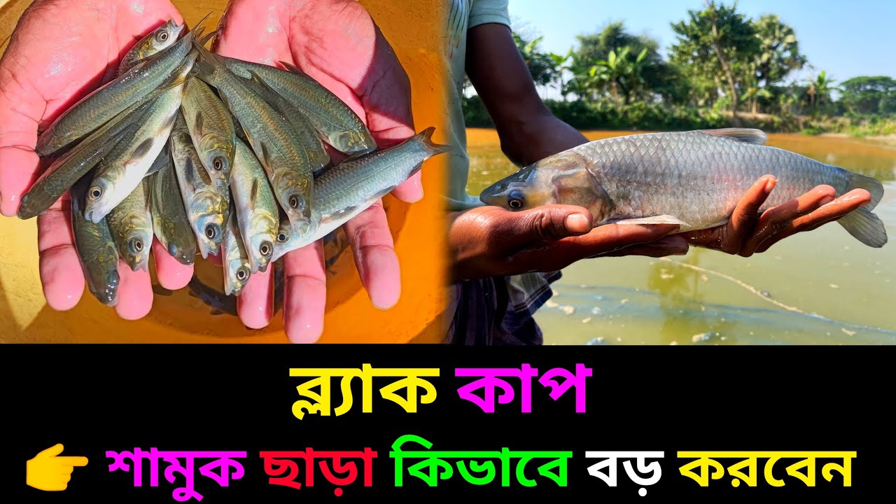 ব্ল্যাক কাপ চার মাসে বাজারজাত 01712791957