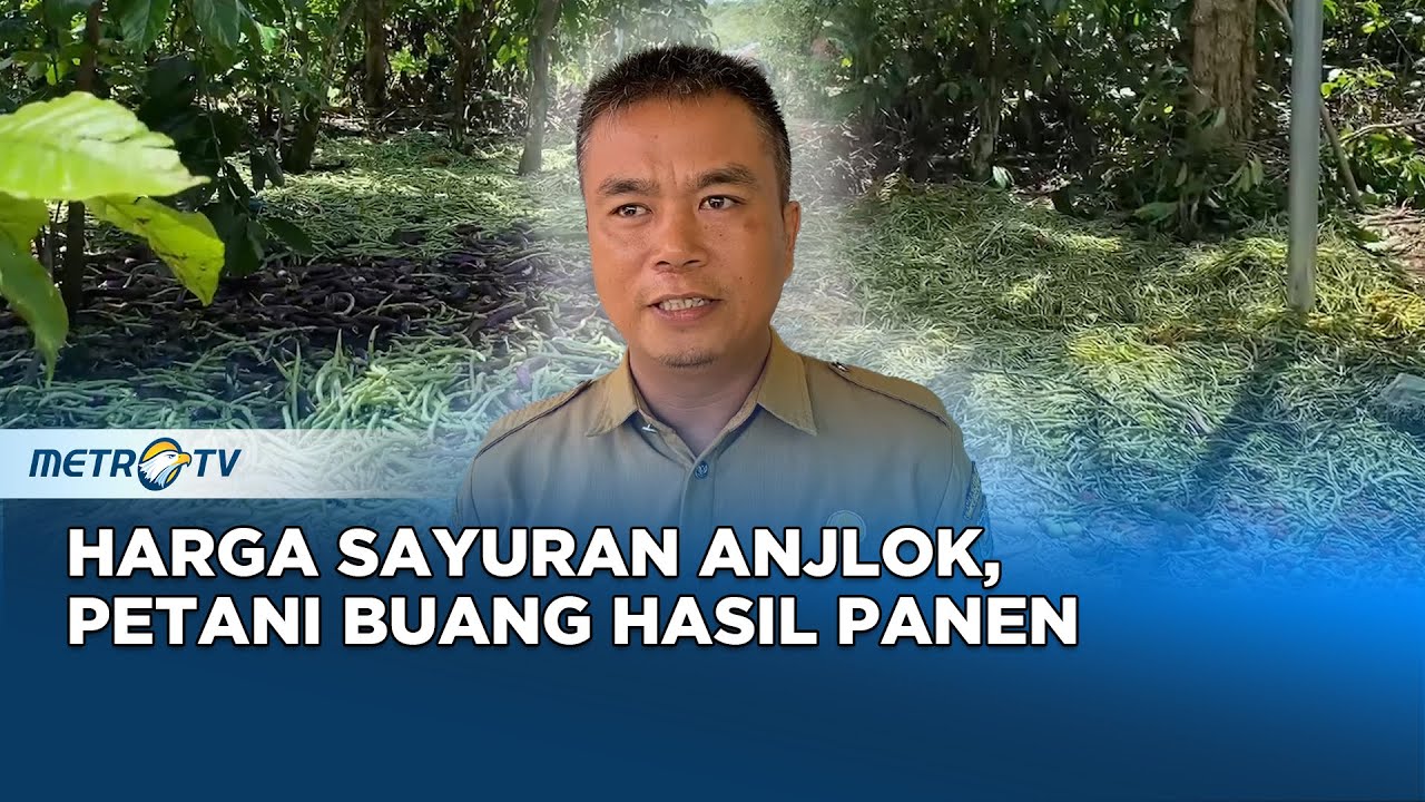 Viral! Akibat Harga Sayur Anjlok, Petani di Bengkulu Buang Hasil Panen