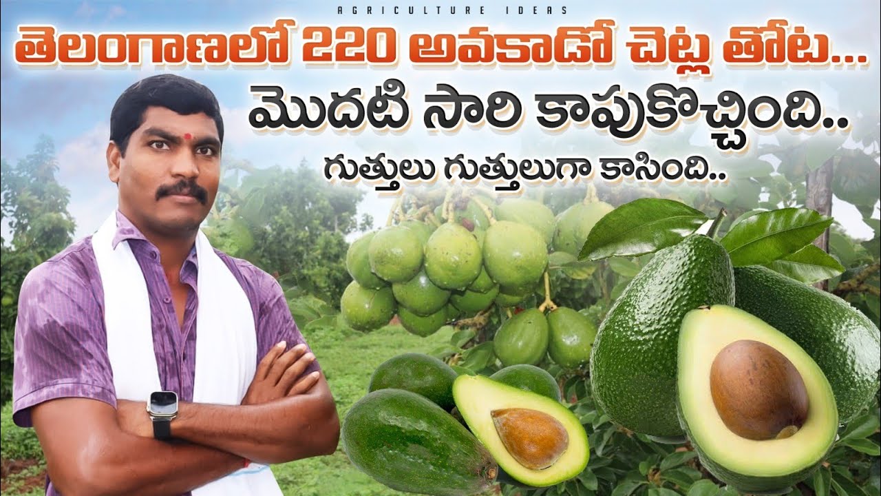 Avacado Farming In Telugu | 220 అవకాడో మొక్కల తోట | High Yield Avacado Farm | Shiva Agri Clinic