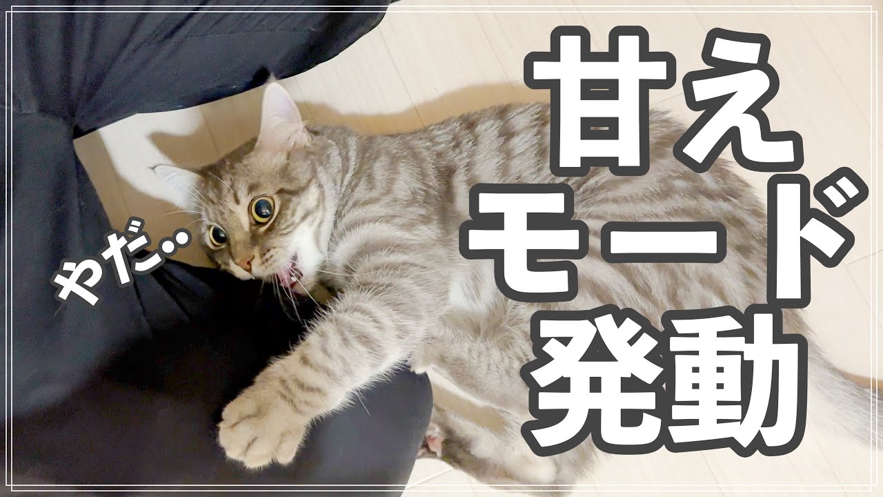 飼い主が買い物に行こうとすると、寝転がって駄々こねる猫がかわいい、、、