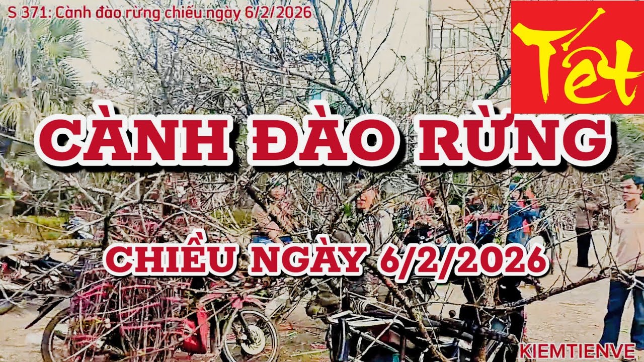 CÀNH ĐÀO RỪNG CHIỀU 6/2/2026