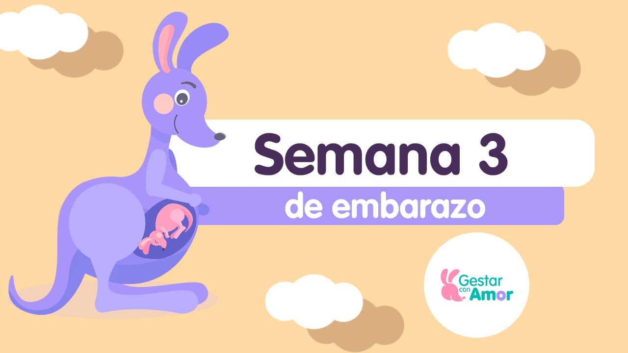 Semana 3 de embarazo: ¡El bebé empieza a crecer!