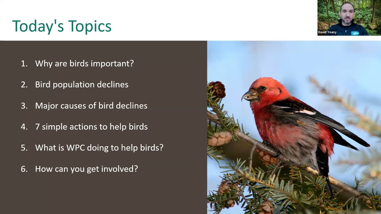 Seven Simple Ways to Help Our Birds