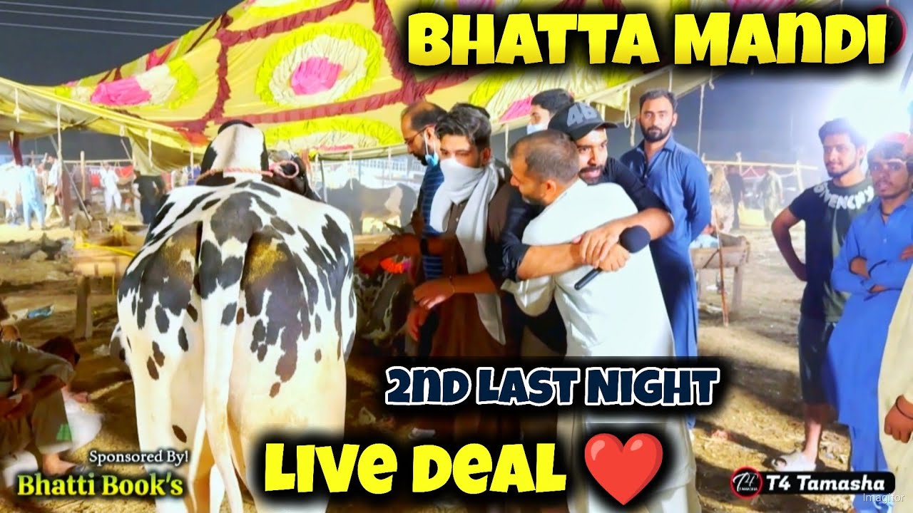 Live Deal best deal - bhatta Mandi 2nd Last Day - bakra Mandi 2024 - Dangerous Fateh Jangi bull 2024