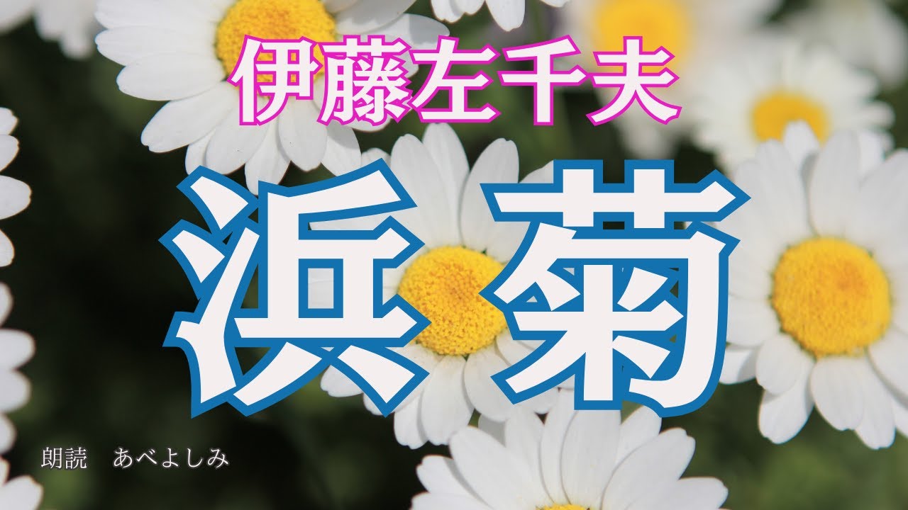 【朗読】伊藤左千夫「浜菊」　　　朗読・あべよしみ