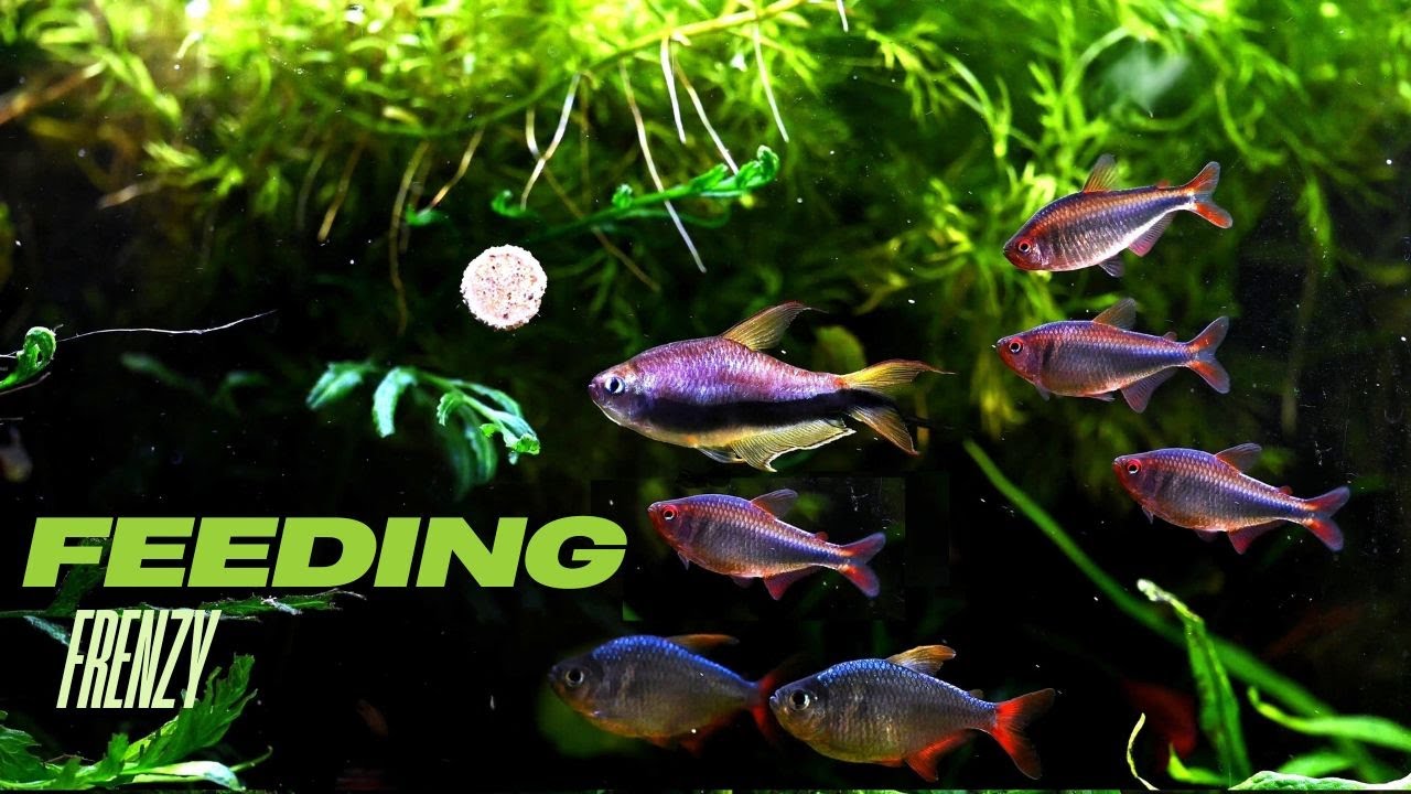 Aquarium Fish Feeding in Real Time &ndash; 4K Ultra HD Underwater Ambience (1 Hour)