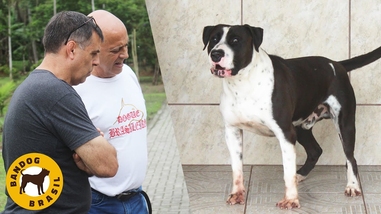 Dogue Brasileiro: Jairo visita o canil Tasgard do Dr Pedro Dantas.