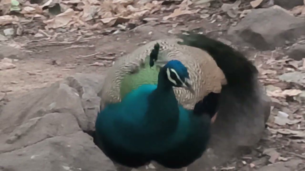 🦚🦚🦚🌲It's so nice to play with the peacock#viral #nature#trending#viralvideos#trendingshorts #peacock