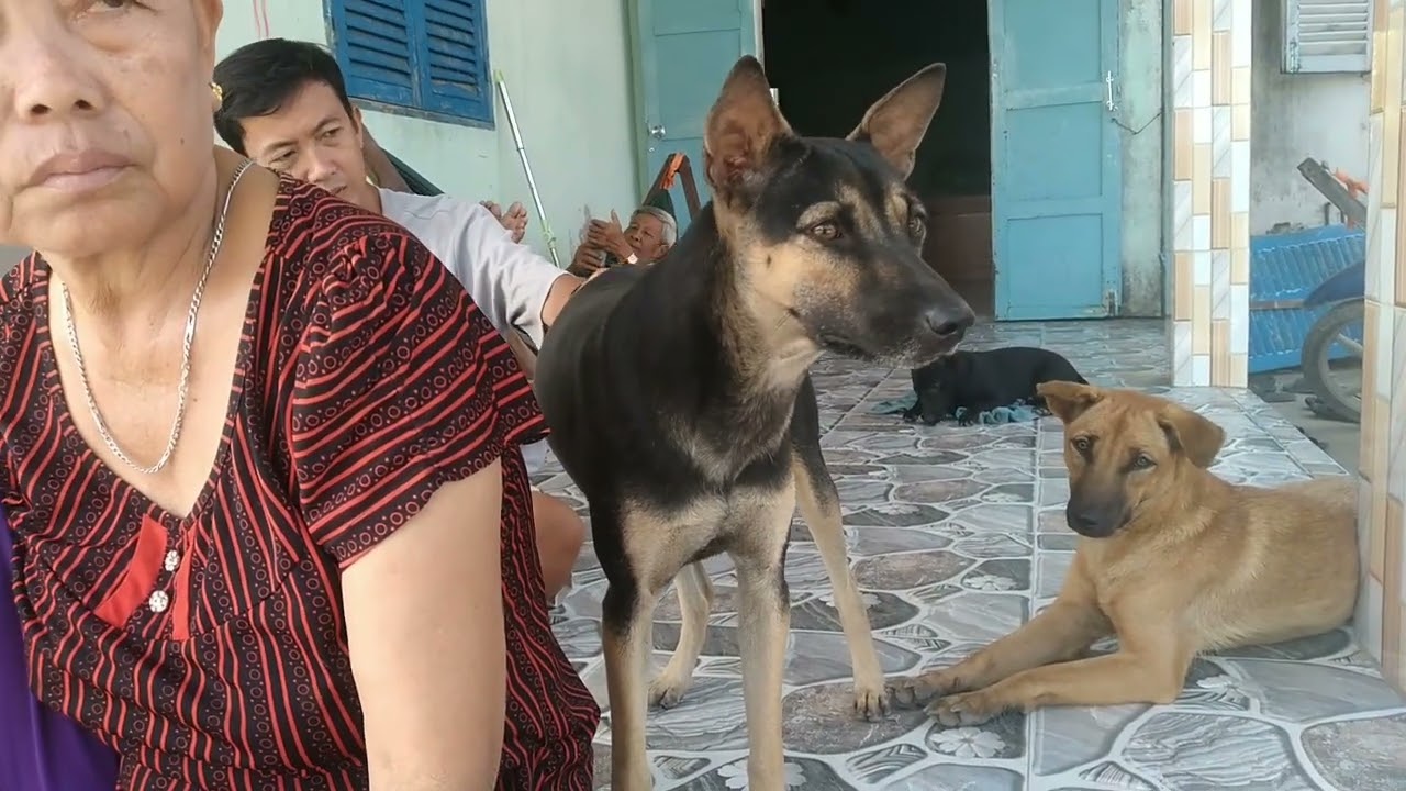 những chú chó vui nhộn