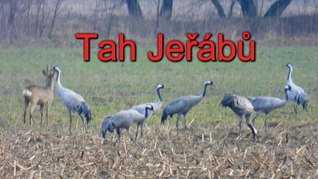 Jeřáb popelavý, Common crane, Kranich, Kraanvogel, Żuraw zwyczajny