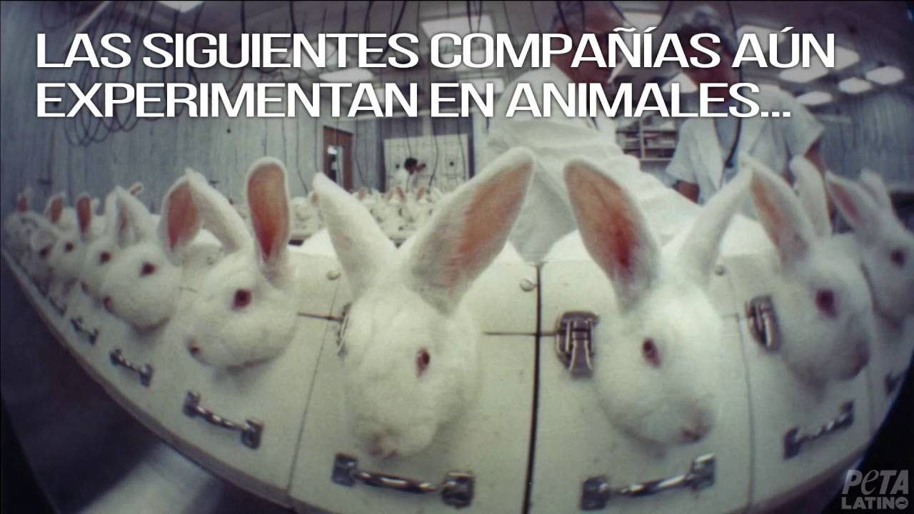 Estas compa&ntilde;&iacute;as a&uacute;n experimentan con animales