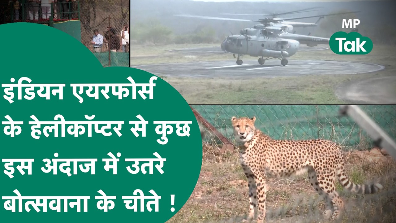 MP के धरती पर Indian Air force के हेलीकॉप्टर से बोत्सवाना के चीते जब उतरे तो नजारा देखने लायक था!