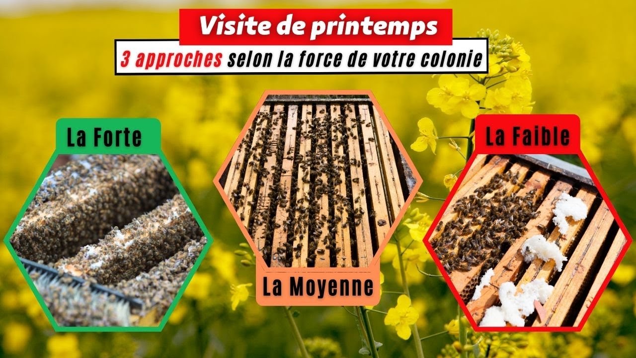 Visite de printemps – 3 approches selon la force/le dynamisme de votre colonie