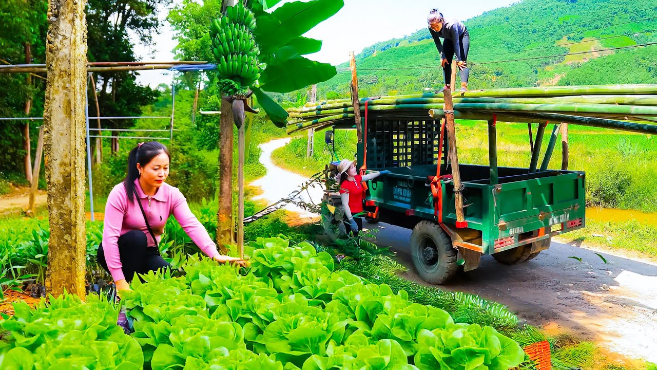 Farm Livestock Care and Bamboo Transport for Trieu Thanh Thanh - Farm Life | Đào Daily Farm
