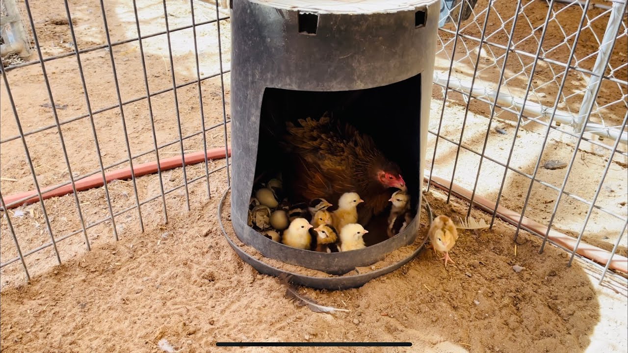 Tips para que se echen las gallinas!